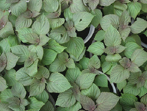 Ảnh minh họa: Internet