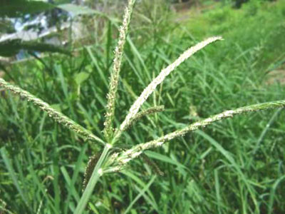 Ảnh minh họa: Internet