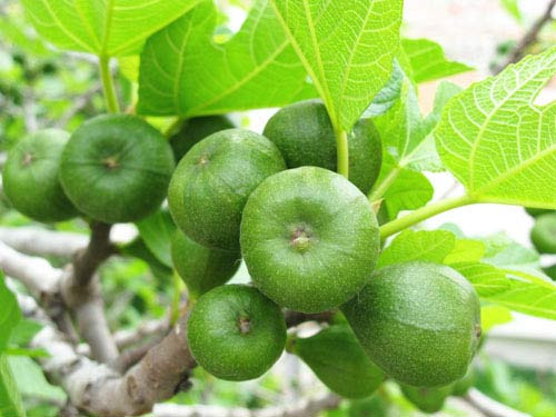 Ảnh minh họa: Internet