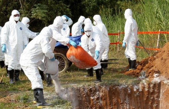 Đội phản ứng nhanh tiêu hủy lợn sau khi lấy mẫu bệnh phẩm. Ảnh: Quốc Khánh/TTXVN