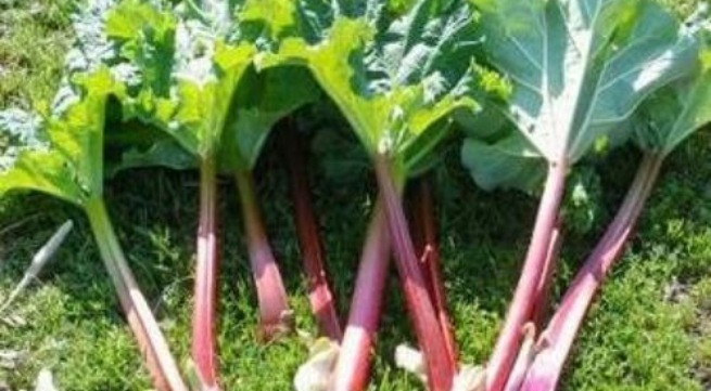 Ảnh minh họa: Internet