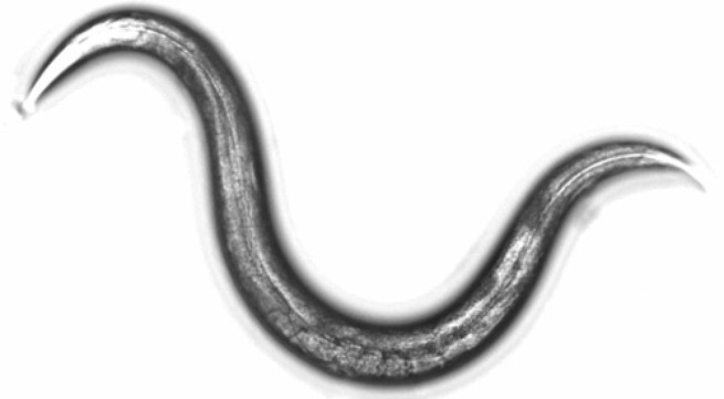 Hình thức thử nghiệm sử dụng những con giun tròn có chiều dài khoảng 1 mm. Ảnh minh họa: Japantimes