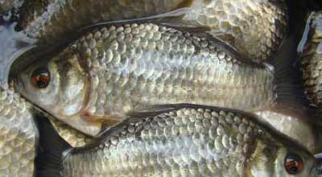 Ảnh minh hoạ: Internet