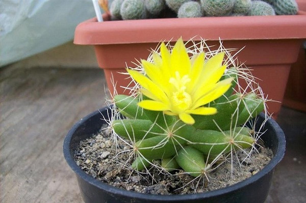 Ảnh minh họa: Internet