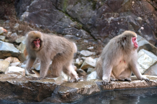 Đây là trường hợp đầu tiên tại Nhật Bản khi người bị nhiễm virus herpes B từ khỉ.