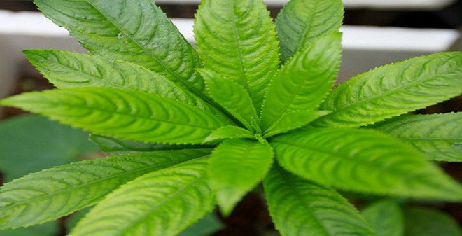 Ảnh minh hoạ: Internet