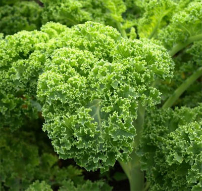 Ảnh minh họa: Internet