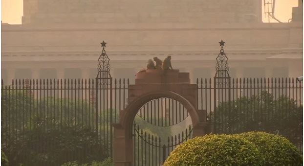 Khỉ chễm trệ trên tòa nhà quốc hội ở thủ đô New Delhi, Ấn Độ. Ảnh: Getty Images