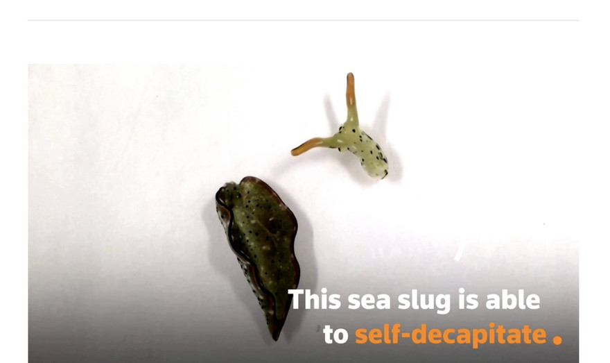 Chú sên biển trong quá trình mất đầu, thoát xác ký sinh trùng.