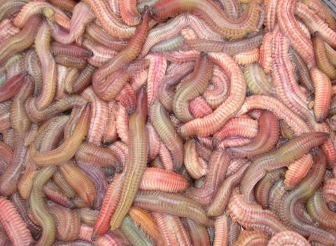 Ảnh minh họa: Internet