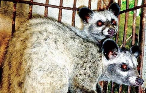 Đàn chồn ở Hà Lan dương tính với SARS-CoV-2. Ảnh minh họa.