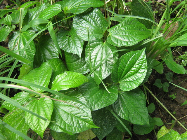 Ảnh minh họa: Internet