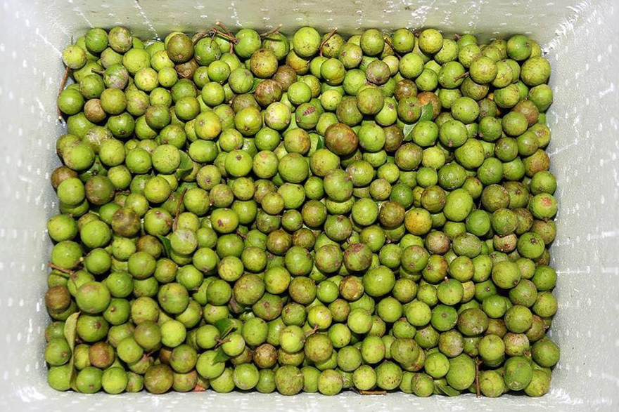 Sấu tươi Hà Nội được lựa chọn kỹ càng, đóng thùng xốp và cấp đông để chuyển ra Trường Sa. Ảnh: CLB Tuổi trẻ vì Biển đảo quê hương.