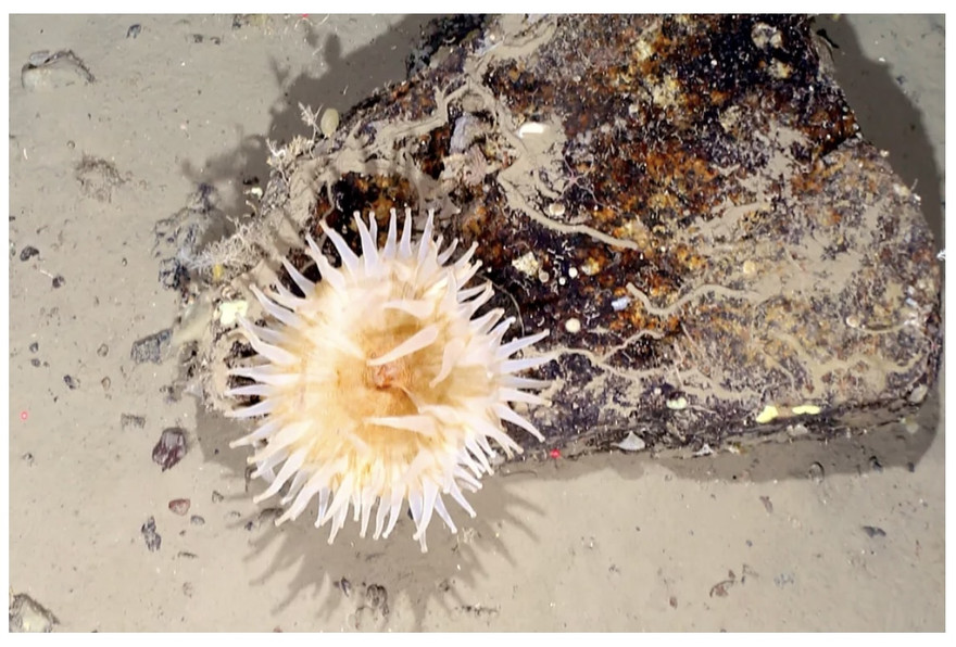 Các loài sinh vật biển dưới băng Nam Cực.