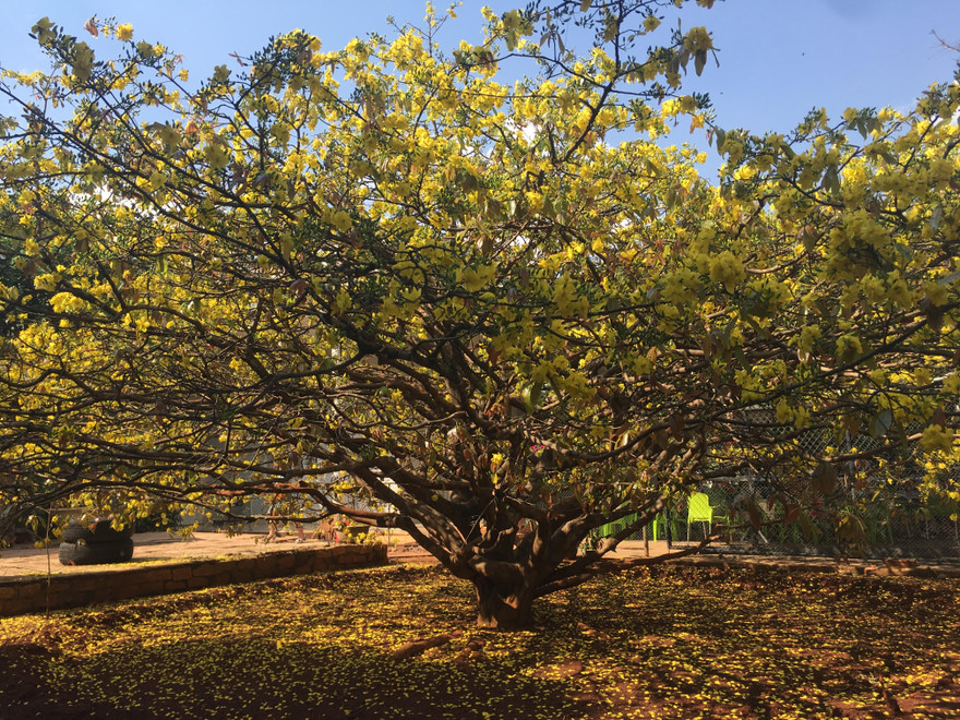 Nườm nượp du khách đến 'check-in' tại cây mai vàng 57 tuổi ở Đồng Nai