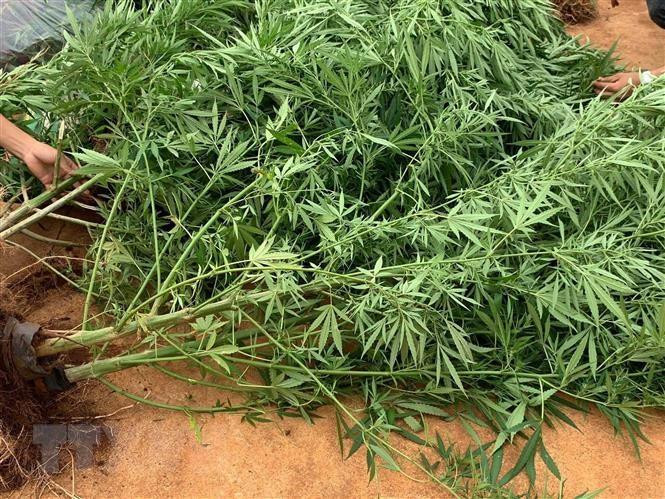 Cây cần sa trồng trái phép