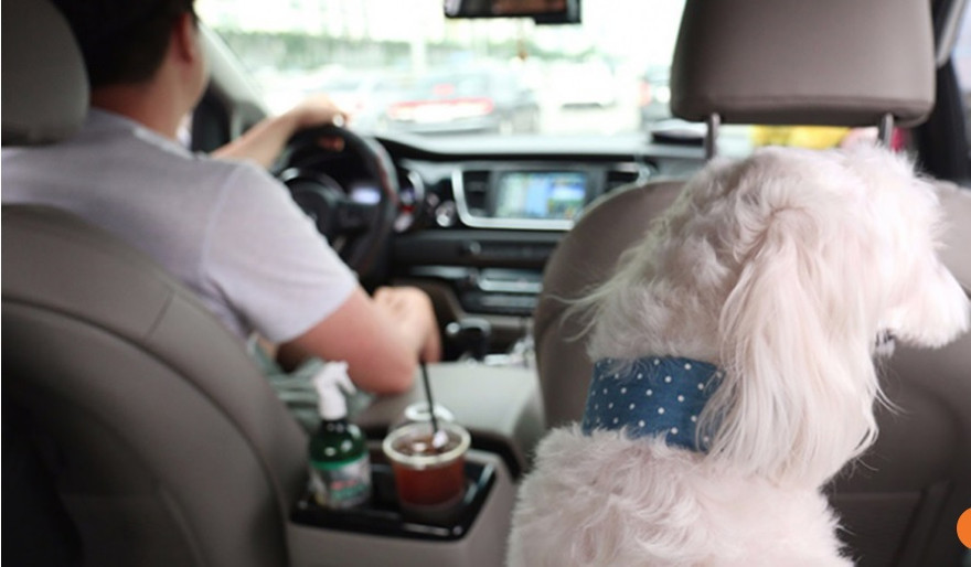 Dù cước phí đắt gấp 4 lần nhưng dịch vụ taxi dành cho thú cưng vẫn nở rộ và lan khắp Hàn Quốc. Ảnh: The Korean Times