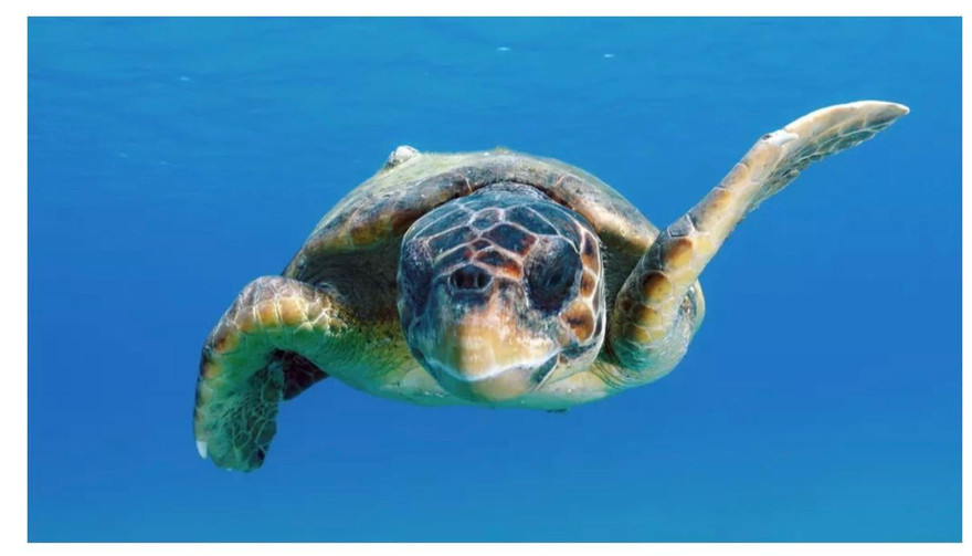 Rùa đầu to đã thực hiện hành trình hơn 14.500 km để tới Thái Bình Dương, loài dễ tổn thương cần bảo tồn.