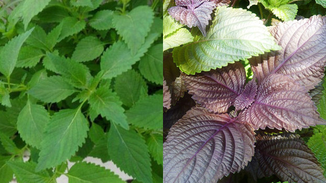 Ảnh minh họa: Internet