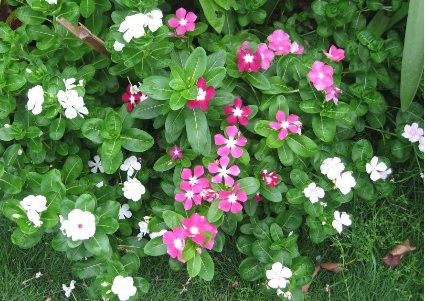 Hoa dừa cạn - Ảnh minh hoạ: Internet