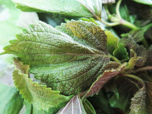 Ảnh minh họa: Internet