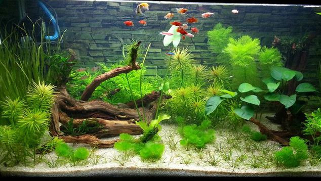 Ảnh minh hoạ: Internet