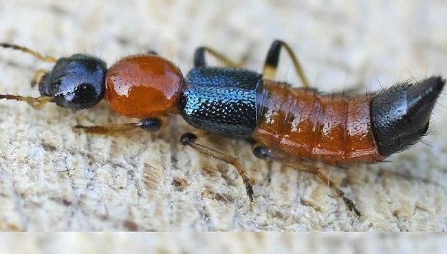 Ảnh minh họa: Internet