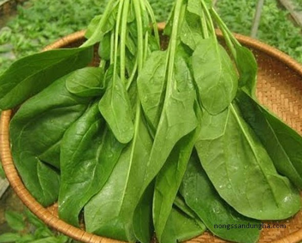 Ảnh minh họa: Internet