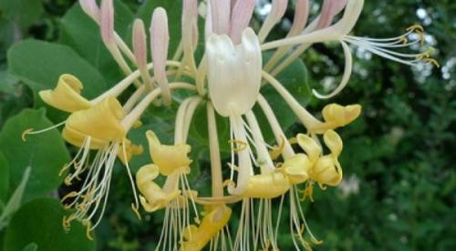 Ảnh minh họa: Internet