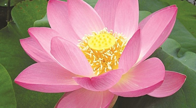 Ảnh minh họa: Internet