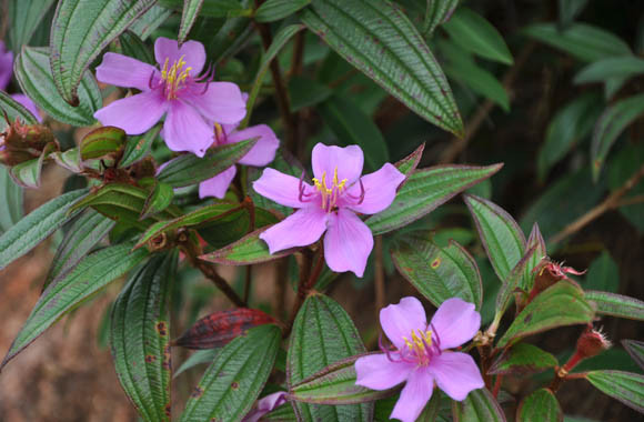 Ảnh minh họa: Internet