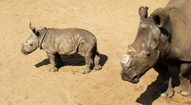 Ảnh minh họa: Internet