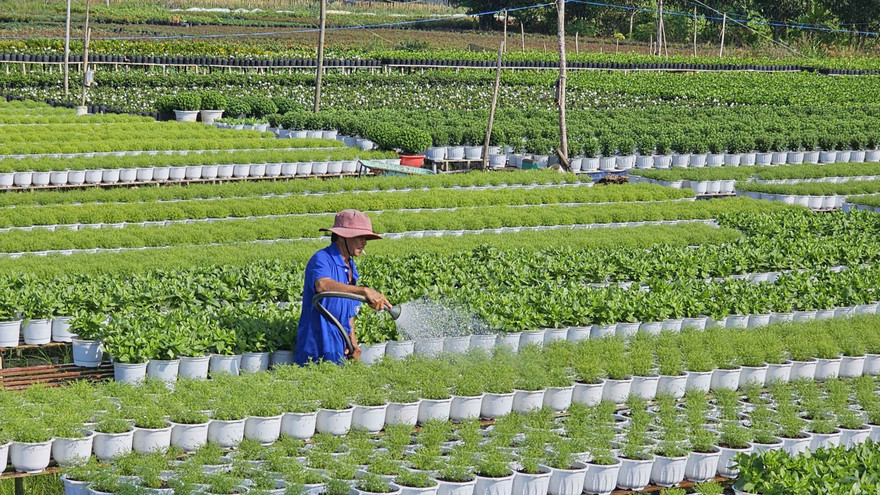 Thương lái từ Hà Nội vào thủ phủ hoa Sa Đéc đặt hàng Tết