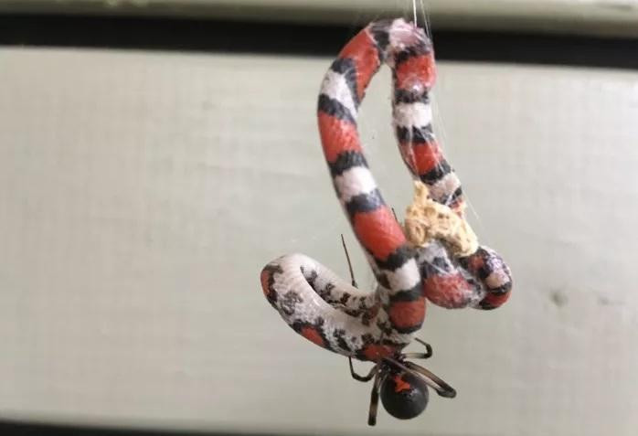 Nhện đen đang ăn thịt con rắn có kích thước lớn hơn nó 300 lần.