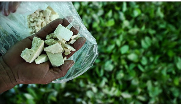 Cocaine được chiết xuất từ lá cây coca .Ảnh minh họa.