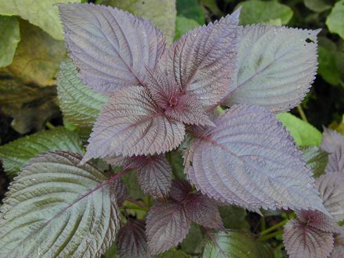 Ảnh minh họa: Internet