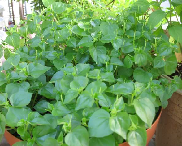 Ảnh minh họa: Internet