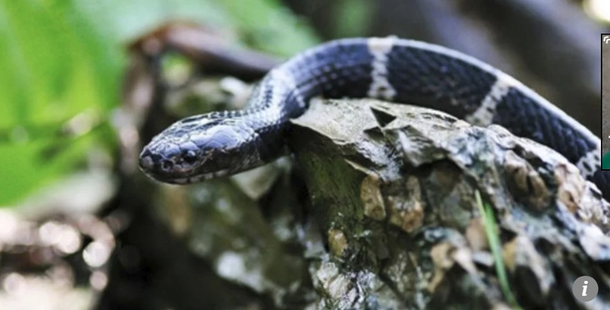 Rắn cạp nia là loài động vật cấm buôn bán và giết mổ ở Trung Quốc. Ảnh: SCMP