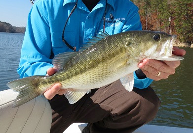 Cá đã cắn câu, dù thả lại môi trường vẫn khó có thể sống sót được.