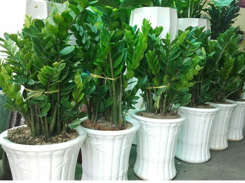 Ảnh minh họa: Internet