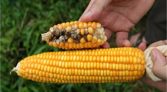 Ảnh minh họa: Internet