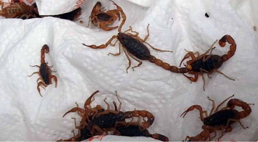 Bọ cạp đang hoành hành tại các đô thị ở Brazil.