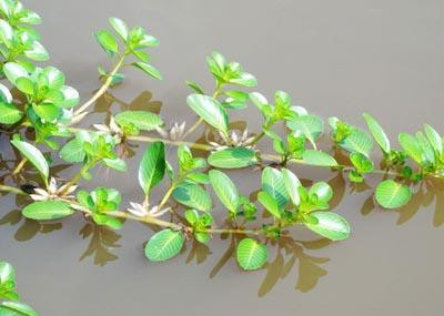 Ảnh minh hoạ: Internet