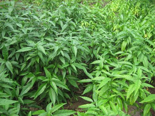 Ảnh minh họa: Internet