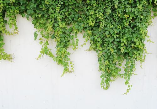 Ảnh minh hoạ: Internet