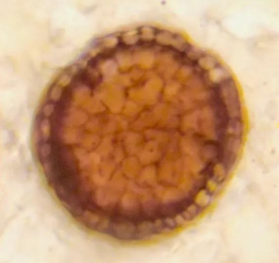 Các nhà khoa học nghiên cứu hóa thạch 3D qua kính hiển vi.