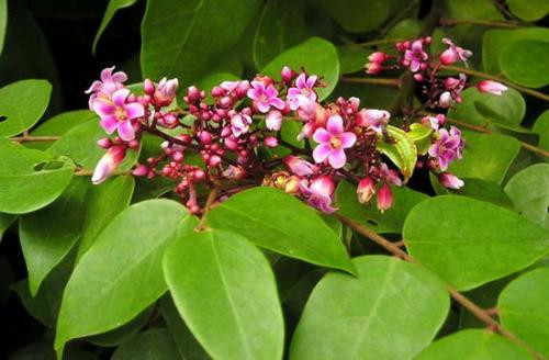 Ảnh minh họa: Internet