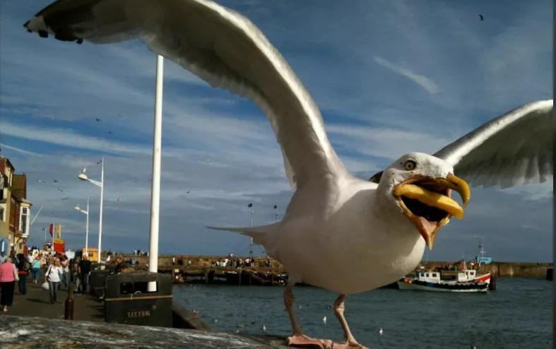 Hình ảnh quảng cáo trực tuyến mới của Google.