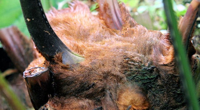 Ảnh minh họa: Internet