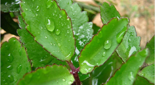 Ảnh minh họa: Internet